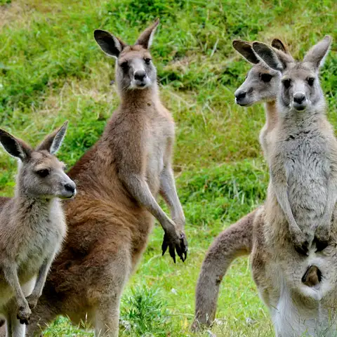 Puffing Billy And Healesville Sanctuary Scenic Bus Tour Deals