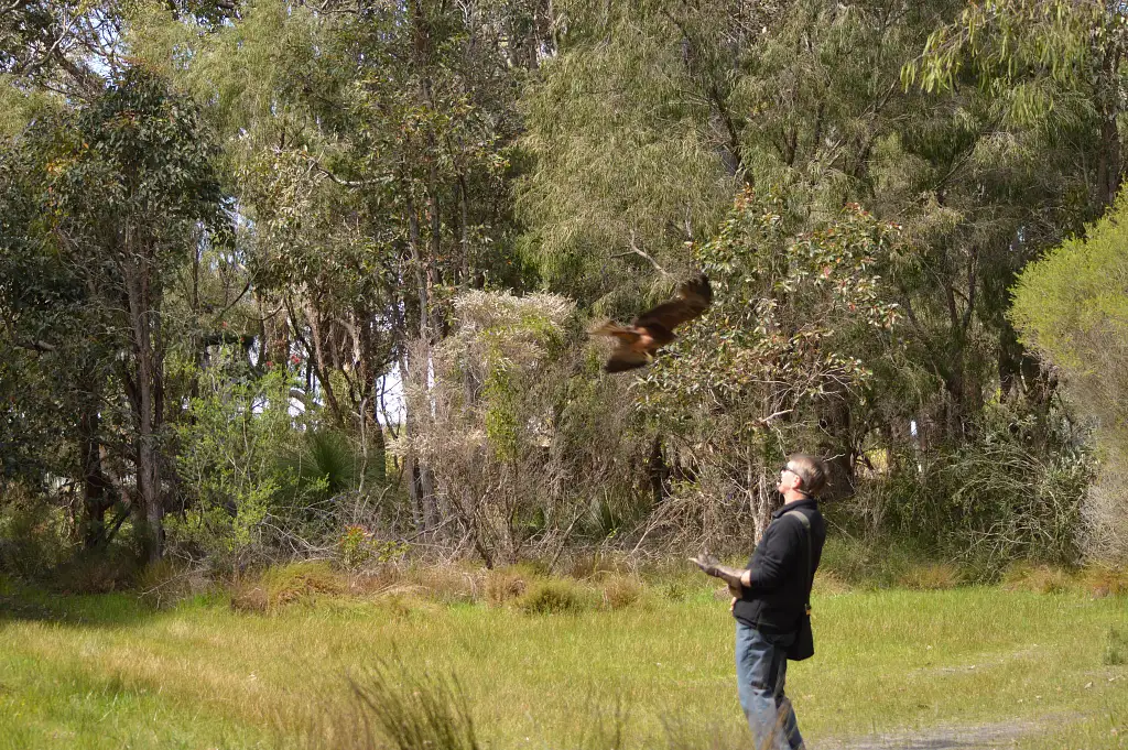 Capes Raptor Centre: Encounters and Birds of Prey Forest Walk