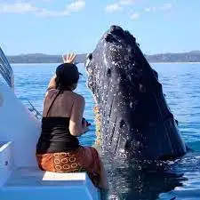 Exclusive Hervey Bay Whale Watching Encounter