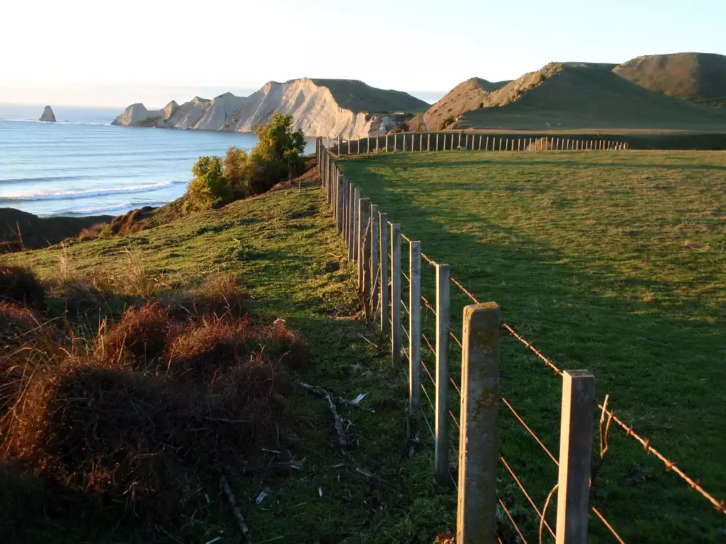 Hawke's Bay Gannet Tour