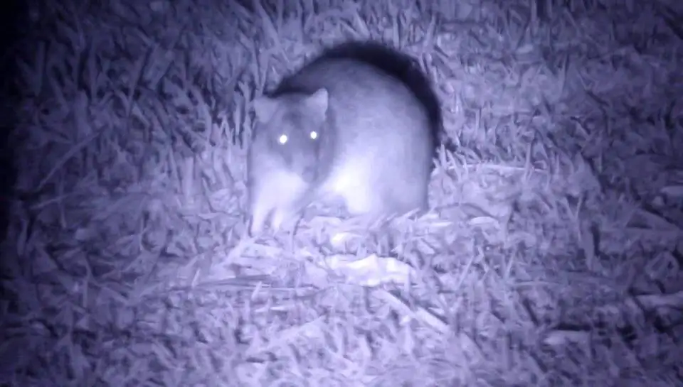 Night Vision Walk Byron Bay