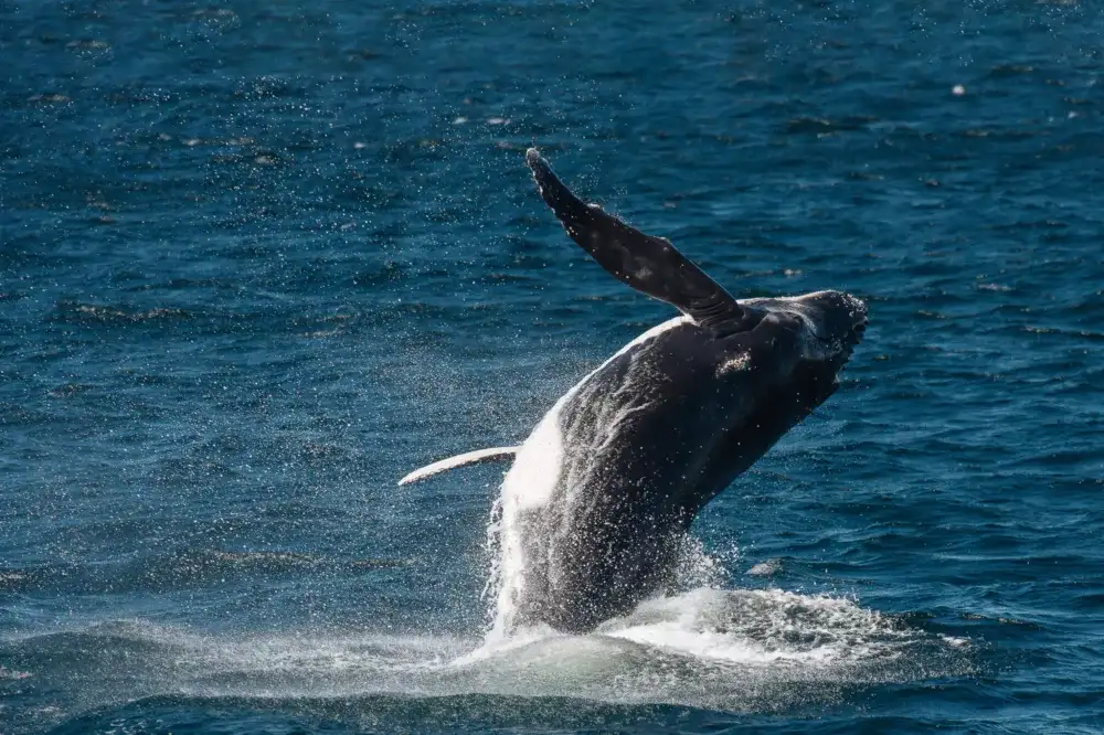 Sydney Whale Watching Cruise