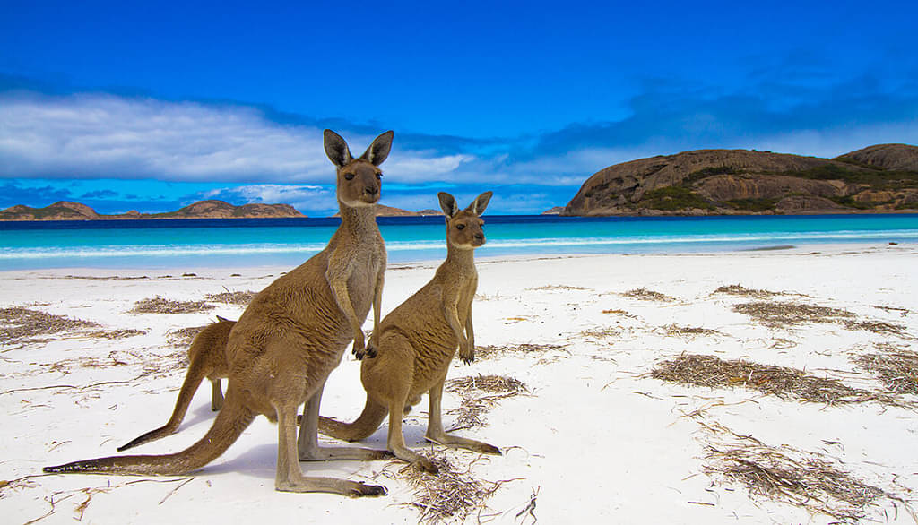 Three Kangaroos On The Beach At Kangaroo Island