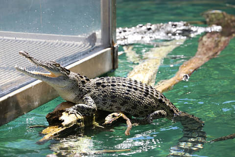 best crocodile tour darwin