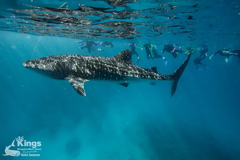 Guided Whale Shark Snorkelling Adventure