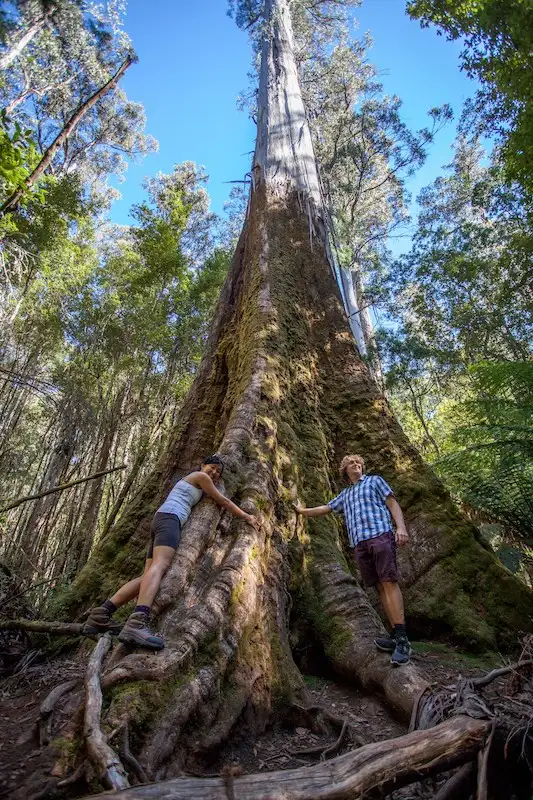 Mount Field, Mt Wellington & Wildlife Sanctuary Tour From Hobart