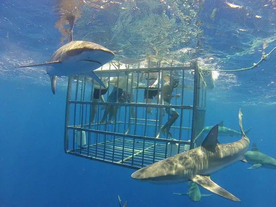 Shark Cage Diving Tour North Shore Oahu
