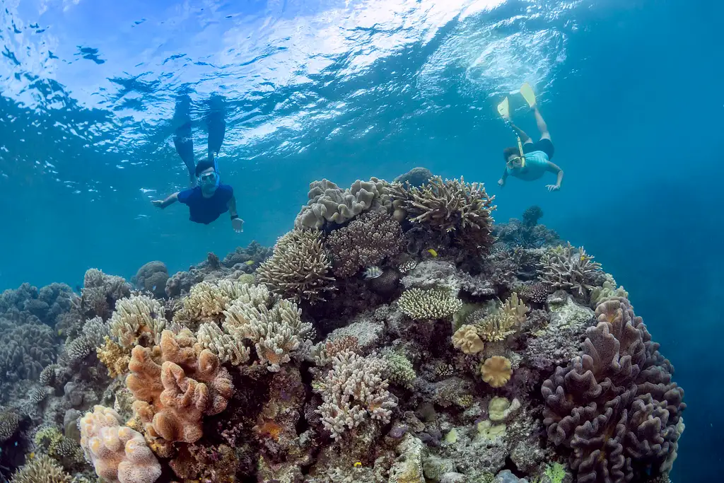 Moore Reef & Fitzroy Island | Reef & Island in a Day Tour