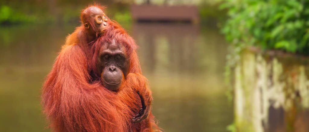 Wildlife Sanctuaries Good Price
