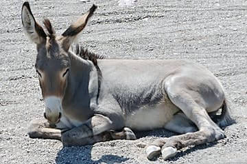 historic oatman village and route 66 experience