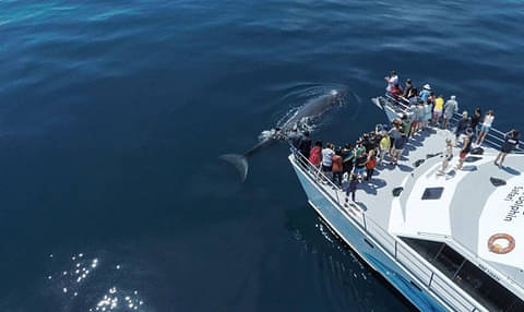 auckland whale and dolphin safari deals