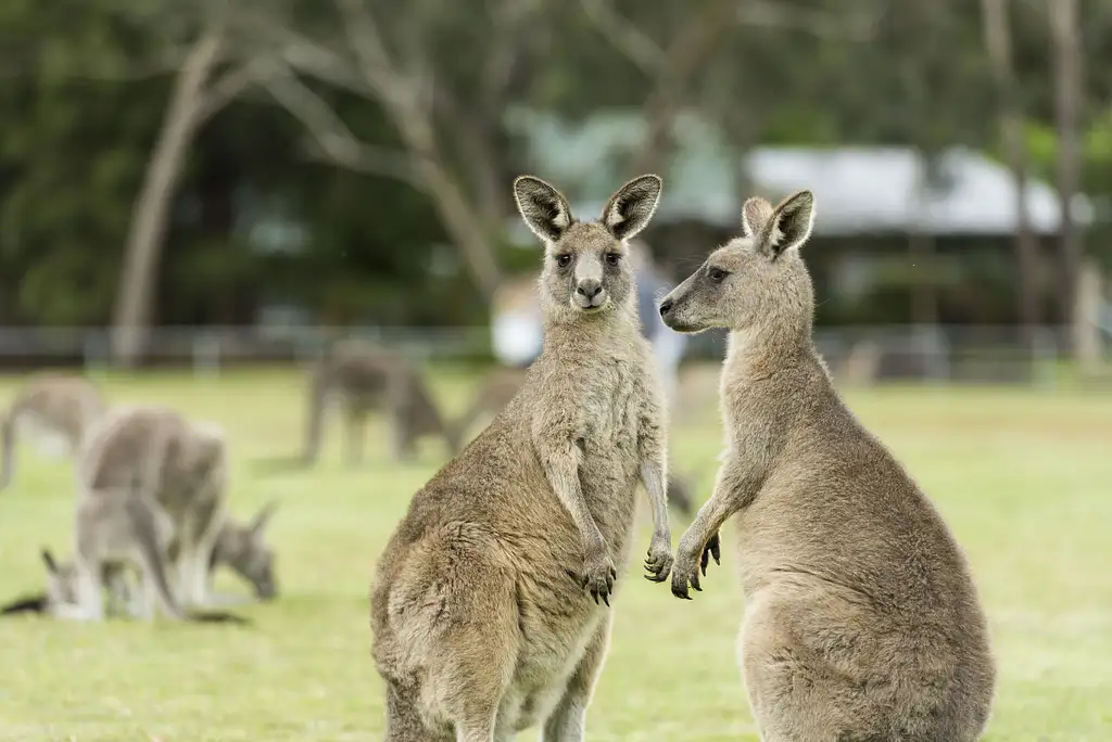 3 Day Great Ocean Road & Grampians Tour | Adelaide to Melbourne