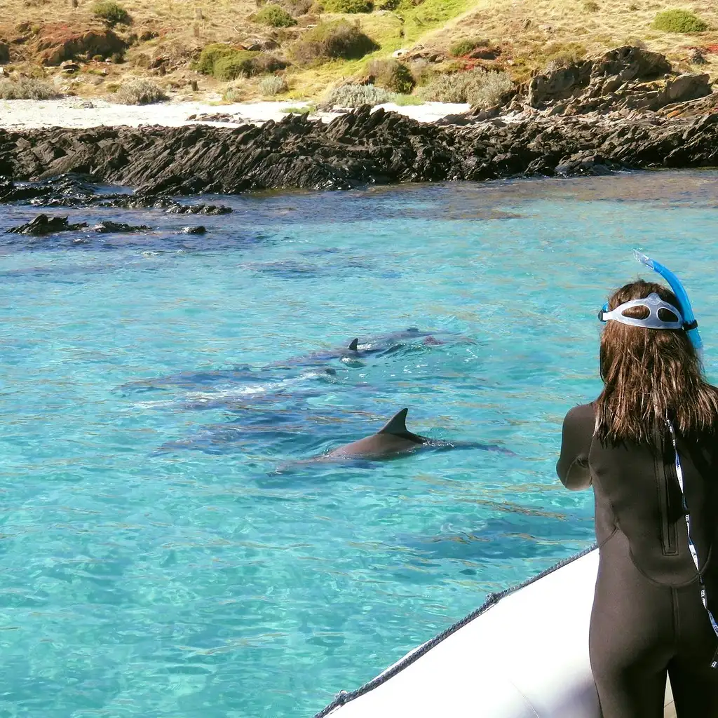Kangaroo Island Ocean Safari - Snorkelling Tour with Dolphins and Seals