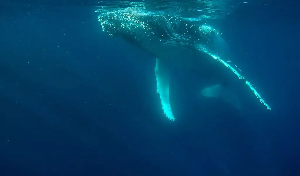 Whale Watching - Sea World Cruises | Gold Coast