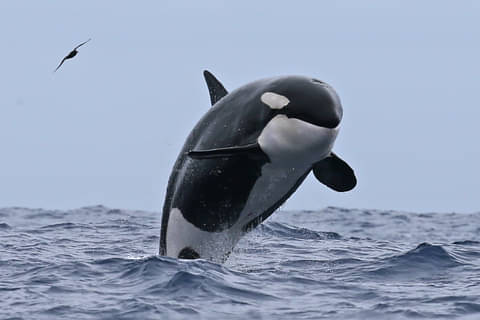 Bremer Bay Orcas