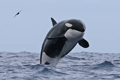 Bremer Bay Orcas