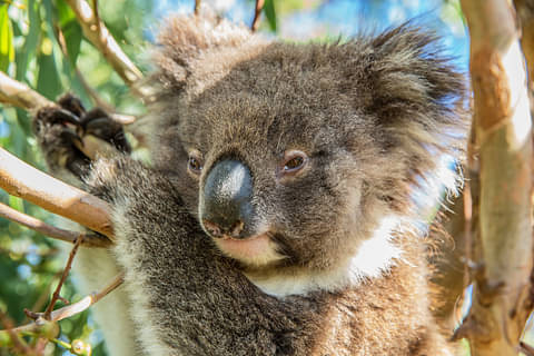 cheap tour south australia