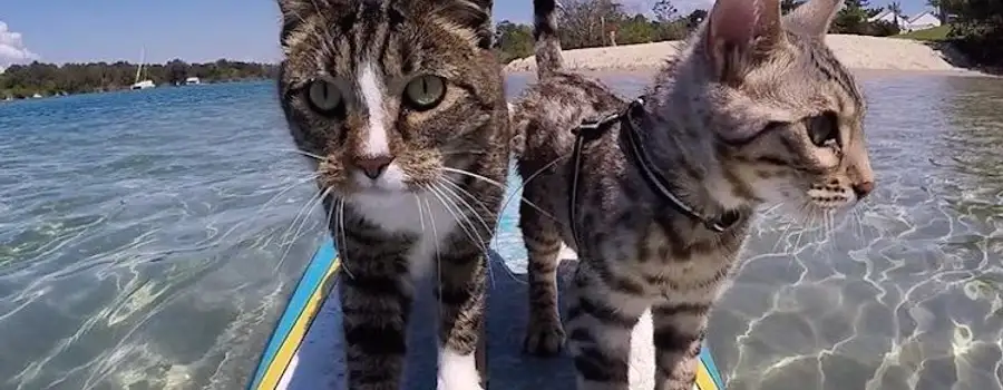 Cool Cat Surfing