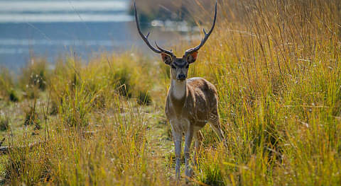 Ranthambhore - 16 Days In Incredible India