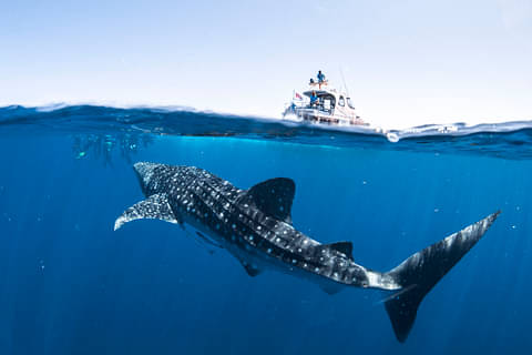 Coral Bay Whale Shark Safari Discount