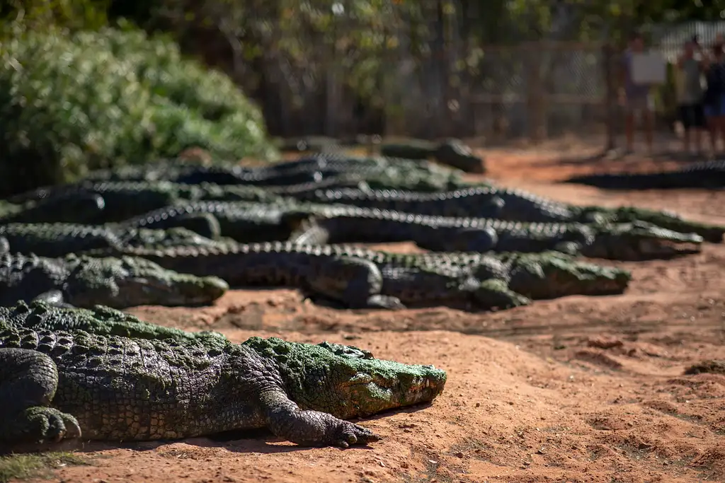 Malcolm Douglas Crocodile Park Tour Including Transportation