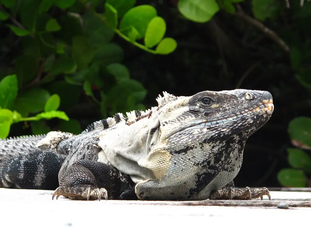 Isla Contoy Tour From Cancun