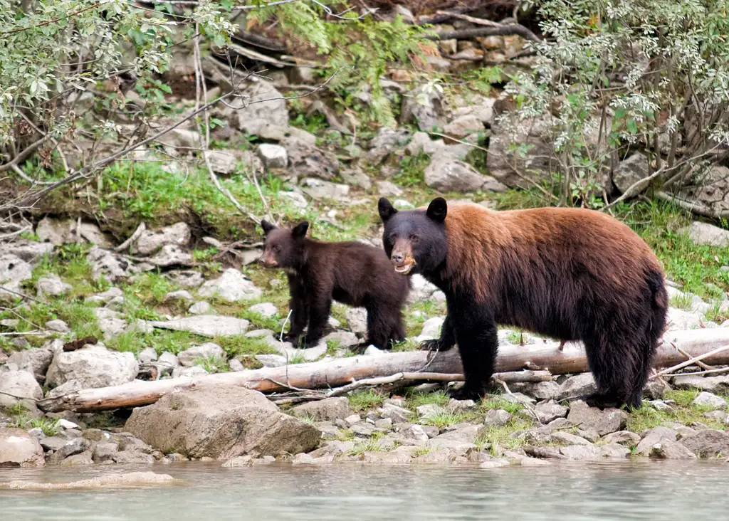 7 Day Canadian Rockies Tour | From Seattle