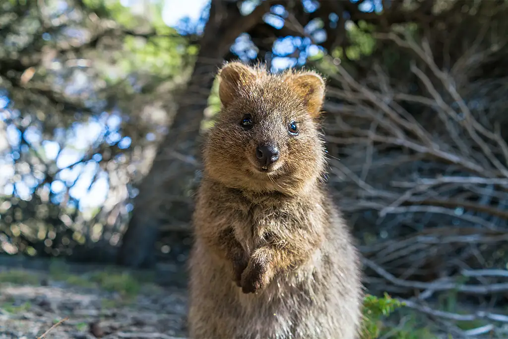 5 Day Best of Perth, Margaret River & Rottnest Island Tour | Intrepid Travel