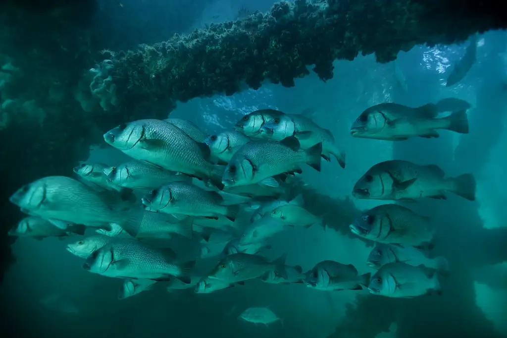 Exmouth Navy Pier Dive | Certified Divers only