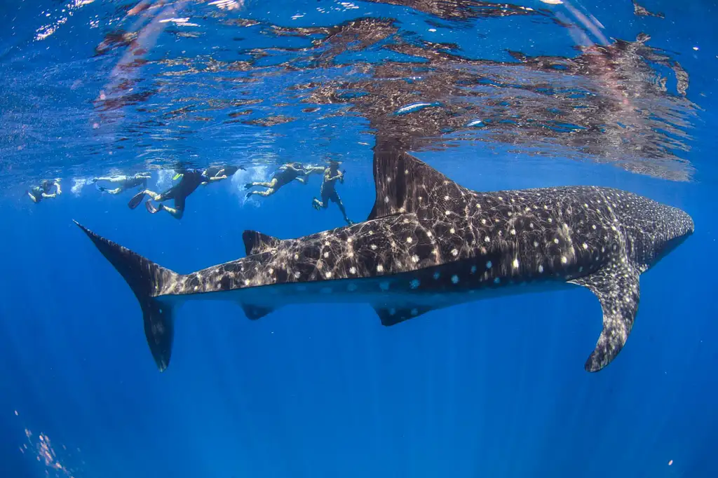 Swimming with Whale Sharks – March to August