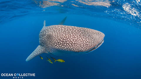 Whale Shark Ningaloo Reef Tour