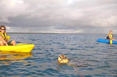 rainbow beach turtle kayak