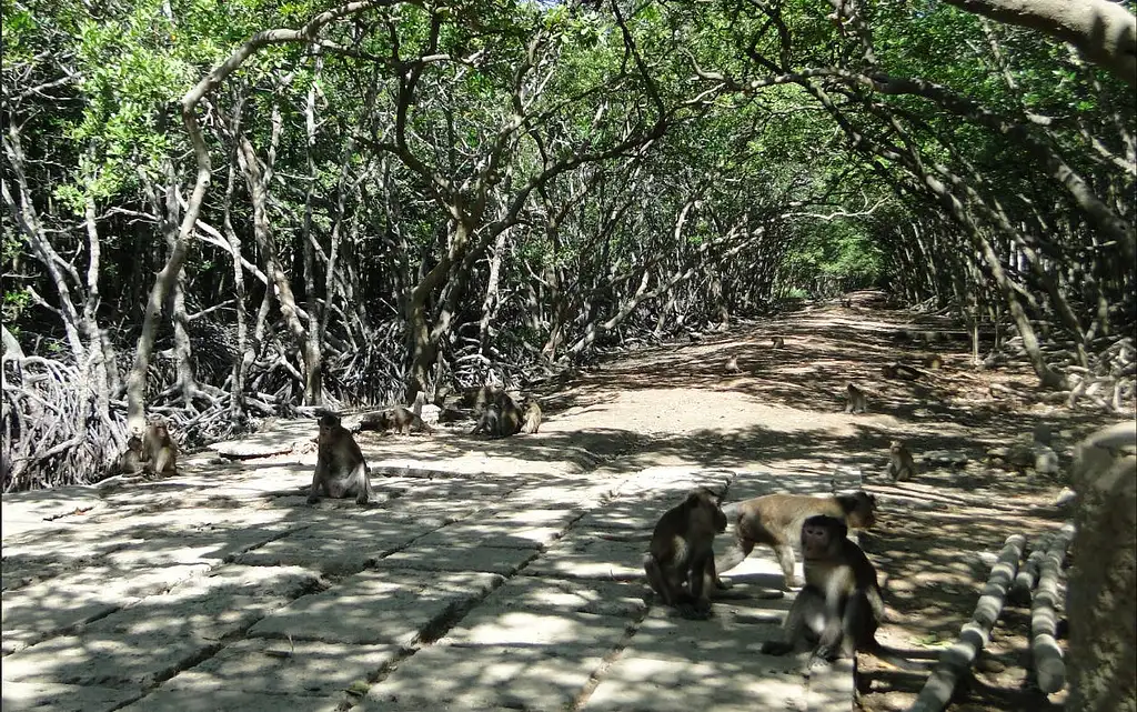 Can Gio and Monkey Island Tour with Lunch | Full Day Guided Tour