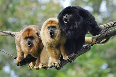 monkeys-costa-rica.jpg