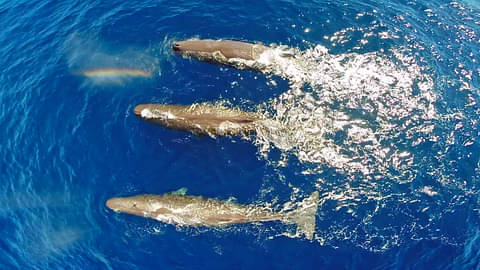 Bremer Bay WA Whale Watching