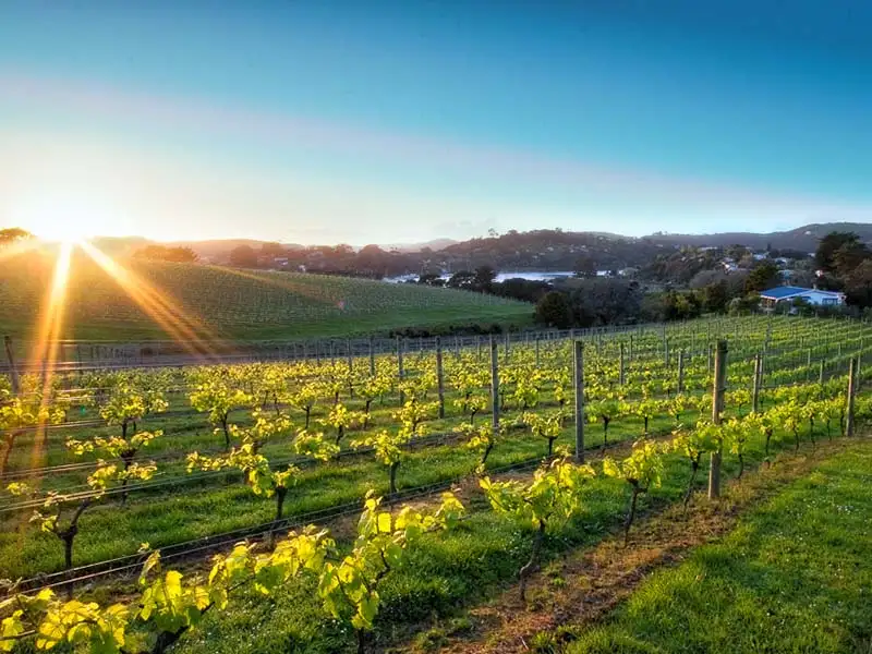 Waiheke Wine & Fishing Tour
