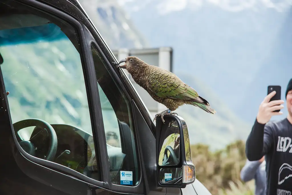 Milford Sound Glass Roof Scenic Tour with Cruise & Helicopter Flight