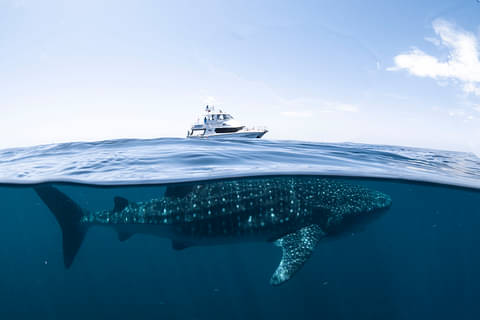 Swim with Whale Sharks Coral Bay