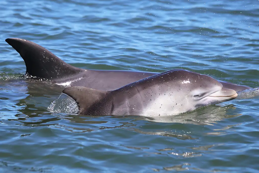 Dolphine Cruise from Mandurah