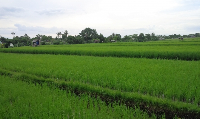 tour rice field bali