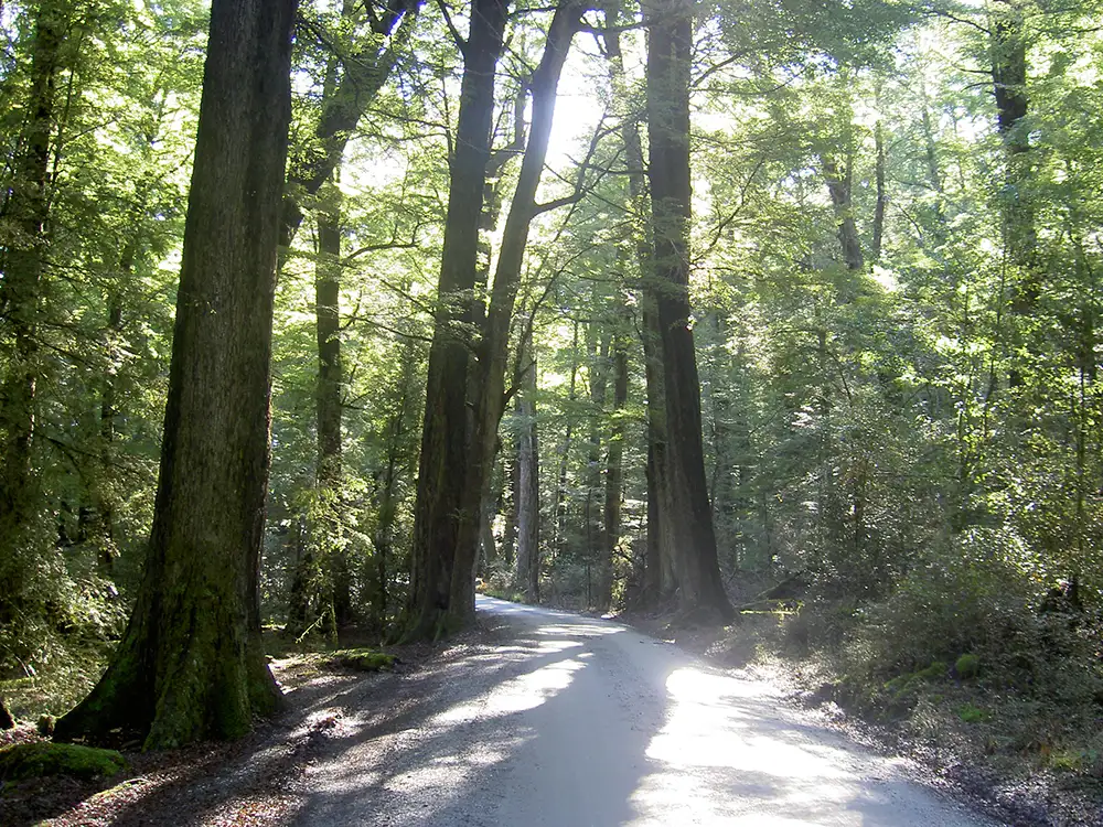 Magical Lord Of The Rings  - Half Day Tour