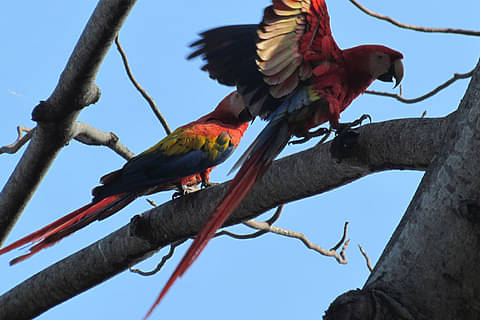 parrot-carara-costa-rica