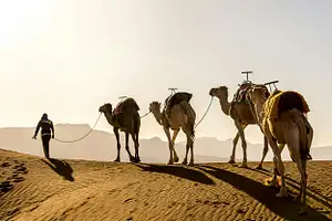 Desert Camel Safari At Agafay
