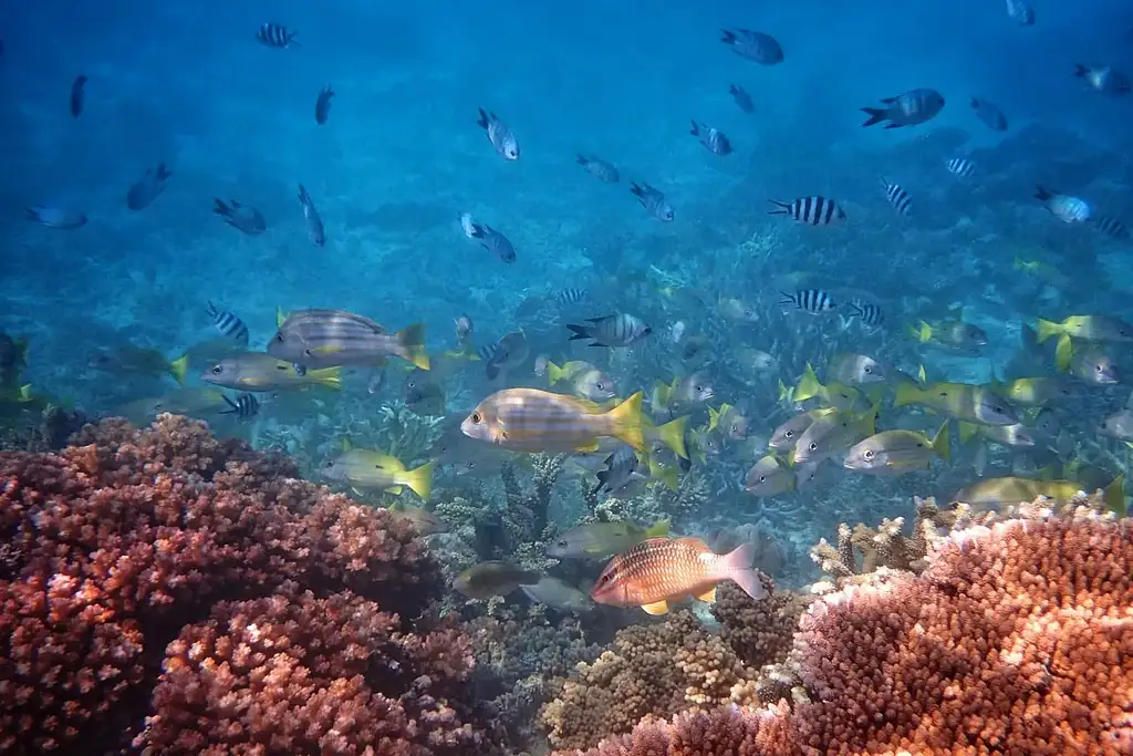 Reef & Island Day Tour | Outer Barrier Reef & Dunk Island | From Mission Beach