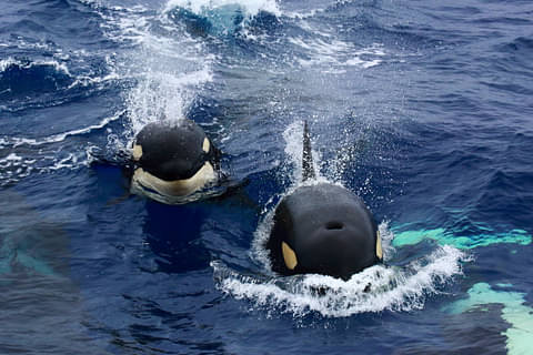 Bremer Canyon Killer Whale (Orca) Tour