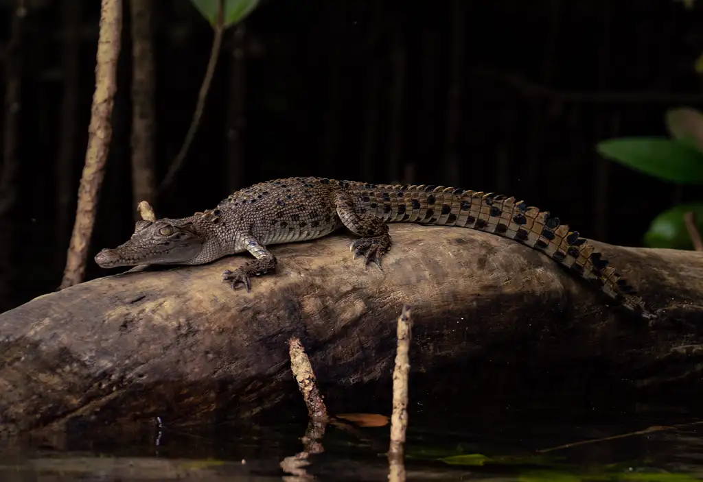 Cooper Creek Crocodile Cruise