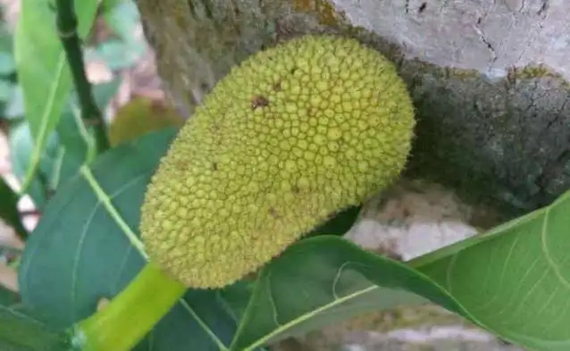 Discover Rare Tropical Fruits