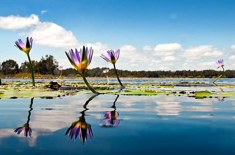 noosa everglades tour