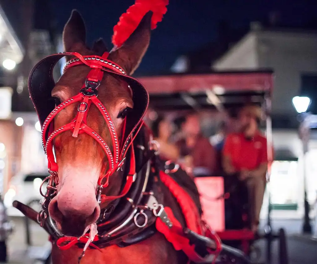 History and Haunts Carriage Tour in New Orleans