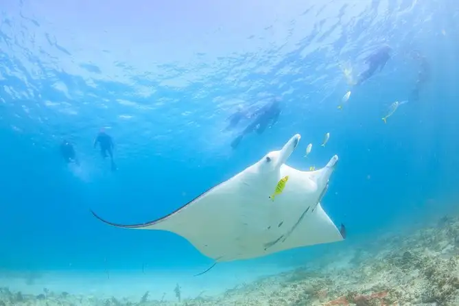 Swim with Manta Rays & Ningaloo Reef Tour | Departing Coral Bay